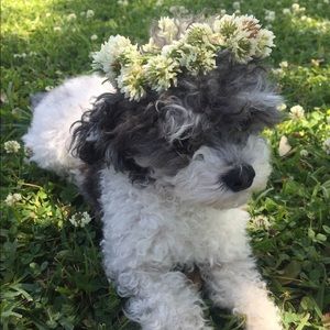 Meet your Posher, Brittany